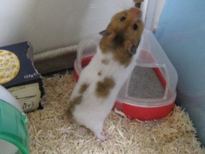 IMG_0080